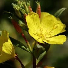 100 Adet Tohum Nadir Ezan Çiçeği Tohumu Ezan Çiçek Tohumu Saksı Toprak Hediyemizdir