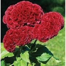 50 Adet Tohum Sarı Horoz Ibiği Çiçeği Tohumu Horozibiği Çiçek Tohum Saksı Toprak Sürpriz Hediye - Resim 2