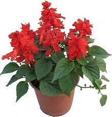 25 Adet Tohum Nadir Bulunan Ateş Çiçeği Tohumu Saksı Toprak Hediyemizdir Sürpriz Hediye Tohumludur