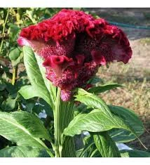 50 Adet Tohum Sarı Horoz Ibiği Çiçeği Tohumu Horozibiği Çiçek Tohum Saksı Toprak Sürpriz Hediye ürün görseli 1