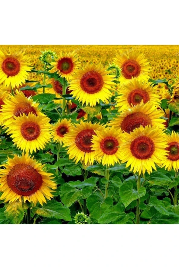 30 Adet Tohum Nadir Bulunan Sarı Süs Ayçiçeği Ay Çiçeği Tohumu Sürpriz Hediye Tohumludur