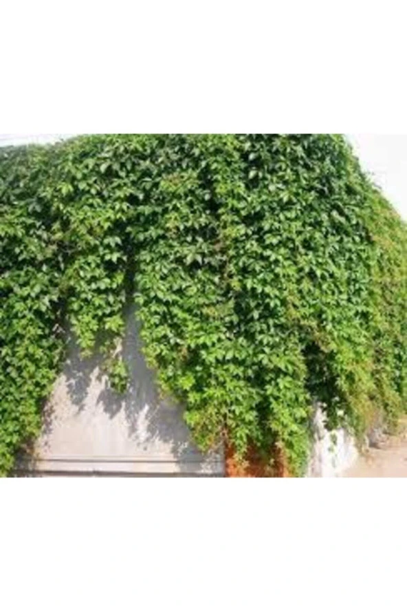 15 Adet Tohum Japon Sarmaşık Tohumu Amerikan Sarmaşığı Tohumu Samaşık Çiçeği Sürpriz Hediye Tohu ürün görseli 1