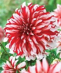 20 Adet Tohum Dev Hollanda Dehlia Çiçeği Yıldız Çiçeği Tohumu Saksı Toprak Sürpriz Hediye Tohumludur