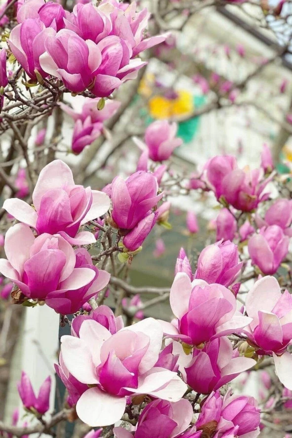 10 Adet Tohum Pembe Manolya Ağacı Doğal Manolya Tohumu Saksı Toprak Hediyemizdir ürün görseli 1