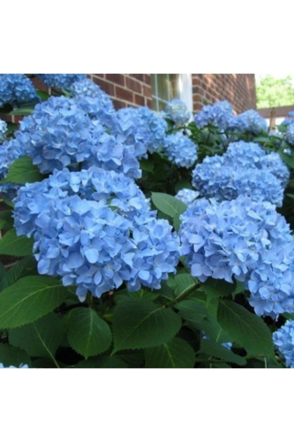 10 Adet Tohum Nadir Civanperçemi Çiçeği Civan Perçemi Çiçeği Tohumu Sürpriz Hediye Tohumludur ürün görseli 1