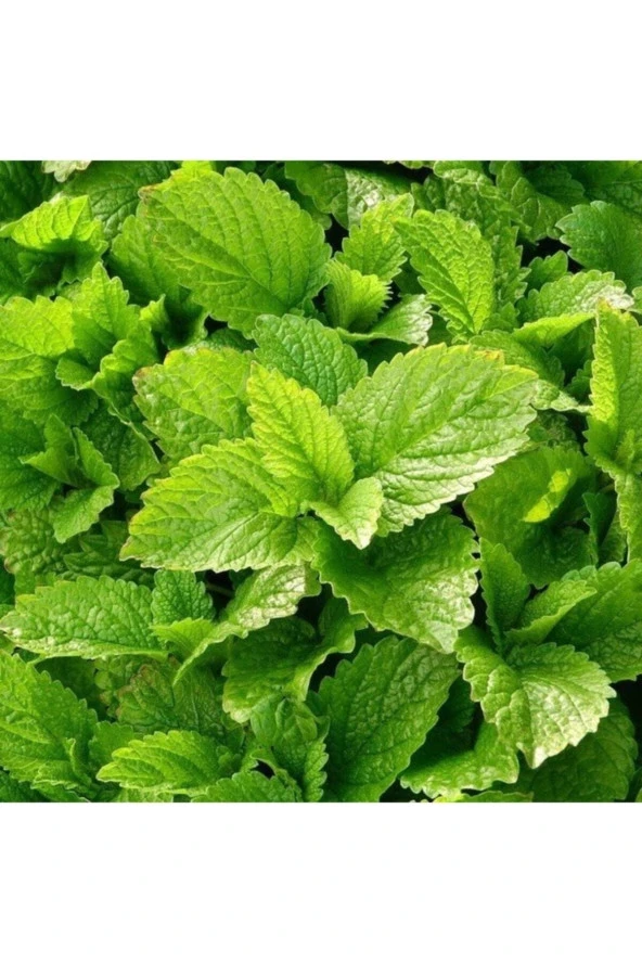 15 Adet Tohum Nadir Melisa Limon Oğulotu Tohumu Oğul Otu Tohumu Sürpriz Hediye Tohumlu - 1