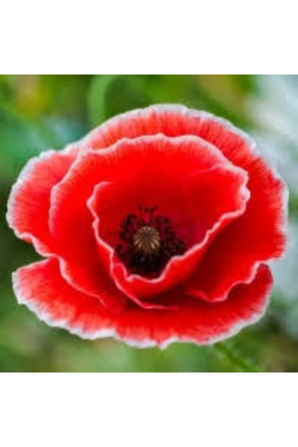 200 Adet Tohum Kırmızı Kır Gelincik Çiçeği Tohumu Sürpriz Saksı Toprak Hediye Bonsai Ağacı Tohumu