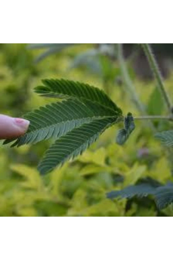 20 Adet Tohum Nadir Küstüm Çiçeği Tohumu Dokununca Kapanan Küsen Çiçek Tohumu Saksı Toprak Hediyeli