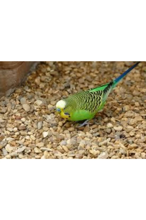 1kğ Saf Kuş Yemi Her Türlü Kuş Için Uygun Besleyici Mineralli Kuş Yemi Muhabbet Kanarya Hint Bülbülü ürün görseli 1