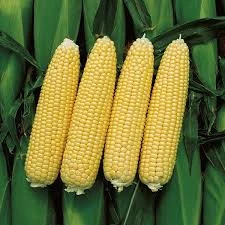 80 Adet Tohum Organik Kaliteli Haşlamalık Süt Mısır Tohumu Darı Tohumu Sürpriz Hediye Tohum - 2