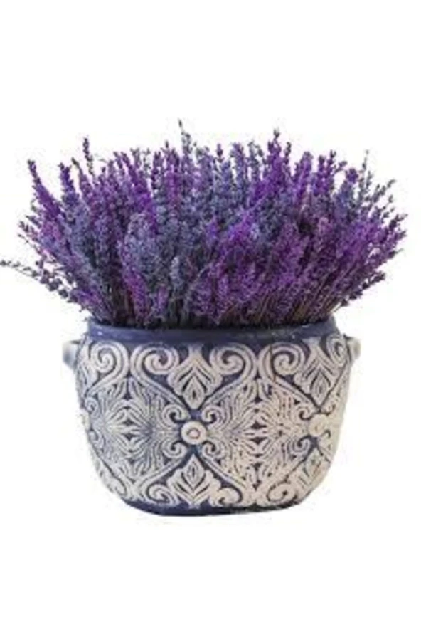 50 Adet Tohum Lavanta Çiçeği Tohum Mor Kokulu Ingiliz Saksı Toprak Sürpriz Hediye Tohumludur - Resim 2