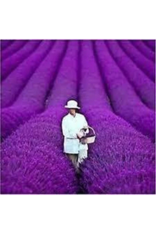 250 Adet Tohum Lavanta Çiçeği Tohum Mis Mor Kokulu Ingiliz Saksı Toprak Sürpriz Hediye Tohumludur ürün görseli 1