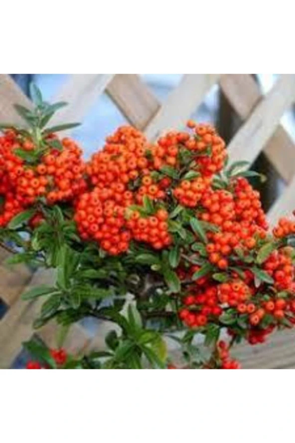 5 Adet Tohum Nadir Ateş Dikeni Bonsai Ağaç Tohumu Ateş Diken Tohum Hediye Tohum Hediyemizdir ürün görseli 1