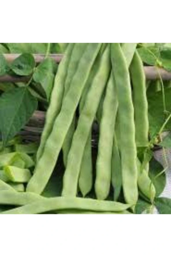 250 Adet Tohum Istanbul Boncuk Ayşe Kadın Kılçıksız Fasulye Tohum Sürpriz Hediye Tohum Sebze Tohumlu ürün görseli 1