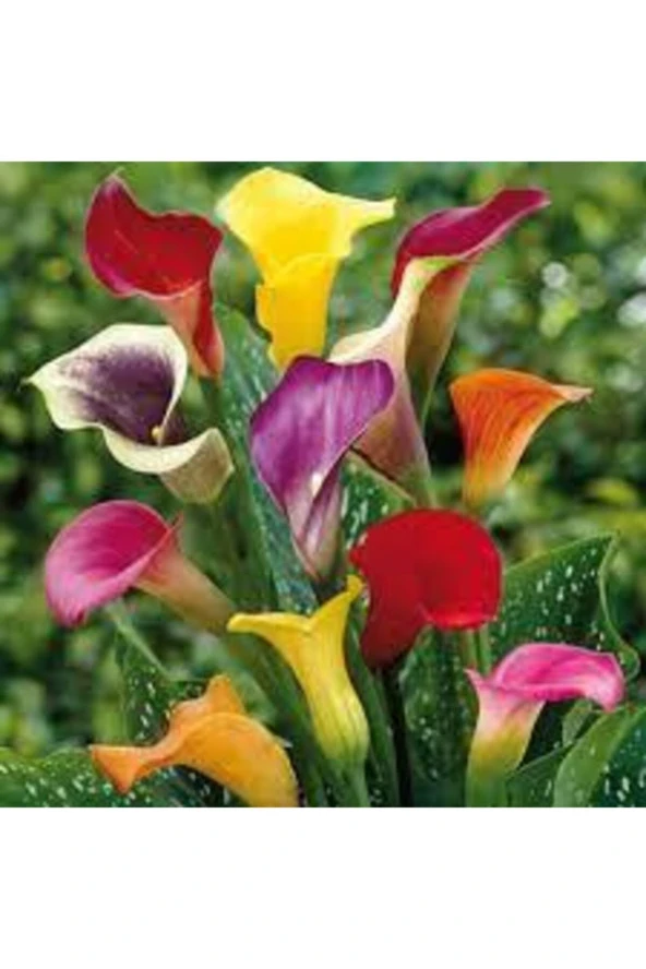 20 Adet Tohumorganik Karışık Calla Lily Çiçek Tohumu Afrika Çöl Çiçeği Calla Lily Sürpriz Hediye