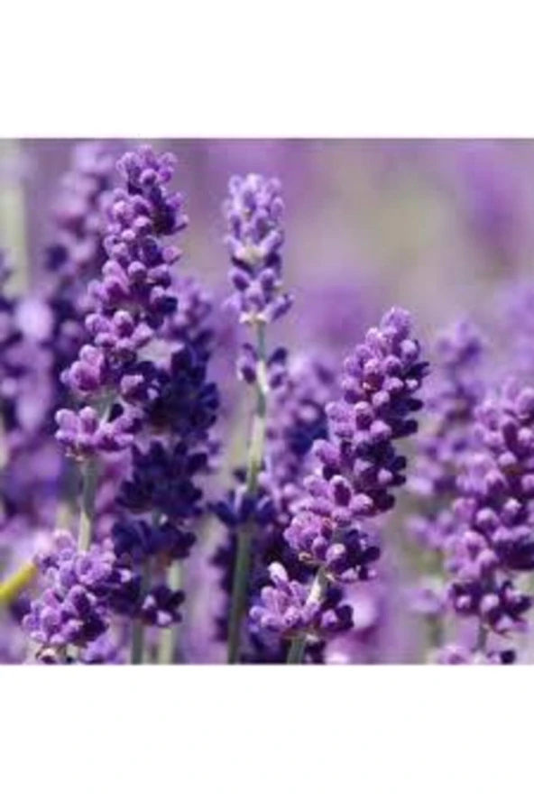50 Adet Tohum Lavanta Çiçeği Tohum Mor Kokulu Ingiliz Saksı Toprak Sürpriz Hediye Tohumludur ürün görseli 1