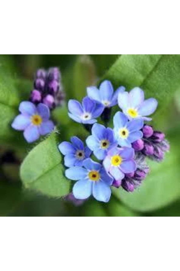 30 Adet Tohum Nadir Bulunan Beni Unutma Çiçeği Kır Çiçeği Tohumu Unutma Beni Çiçeği Tohumu Hediyemiz - Resim 2