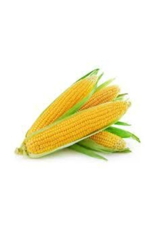 50 Adet Tohum Yumnuşak Haşlamalık Süt Mısır Tohumu Darı Tohumu Sürpriz Hediye Tohum - 2