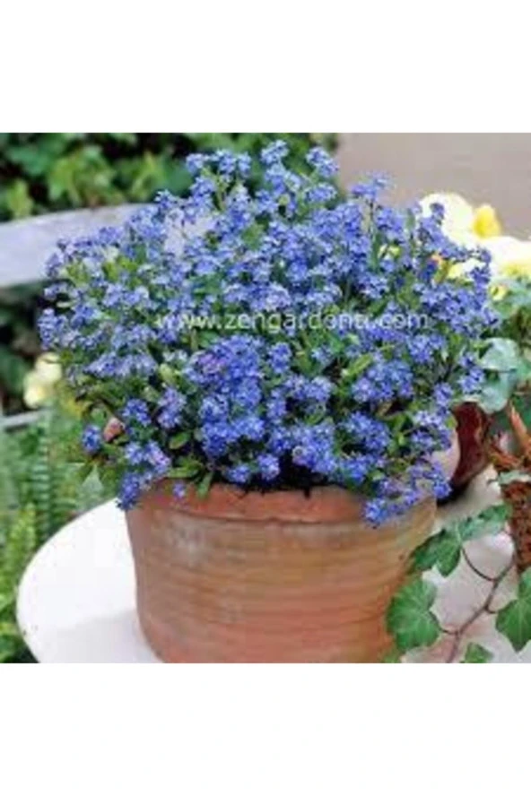 30 Adet Tohum Nadir Bulunan Beni Unutma Çiçeği Kır Çiçeği Tohumu Unutma Beni Çiçeği Tohumu Hediyemiz - Resim 3