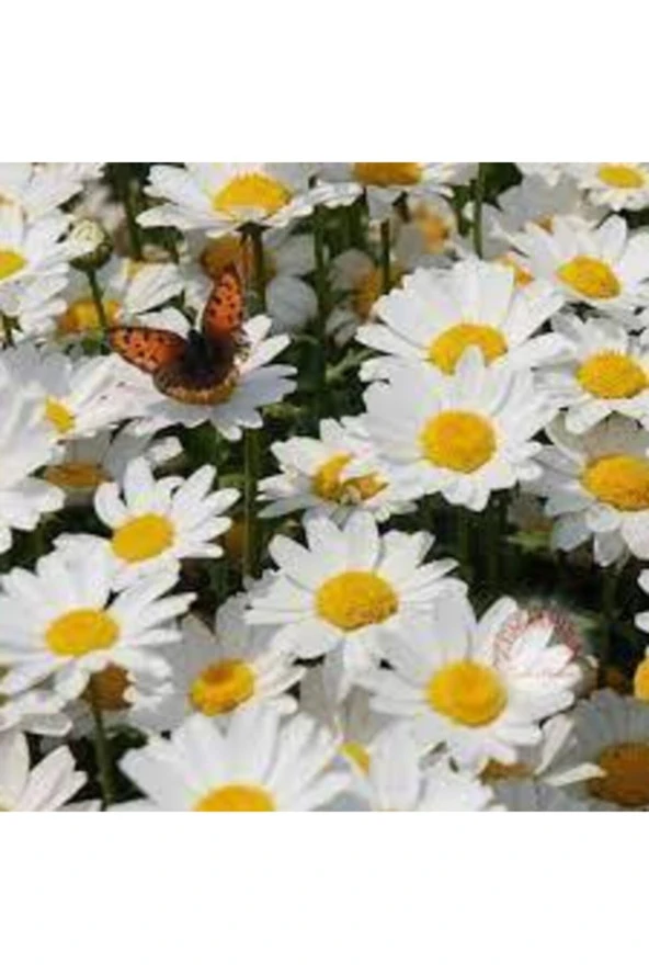 75 Adet Tohum Yayılıcı Kır Papatyası Çiçeği Tohumu Çiçek Tohumu Süpriz Hediye Bonzai Ağacı Tohumulu - 2
