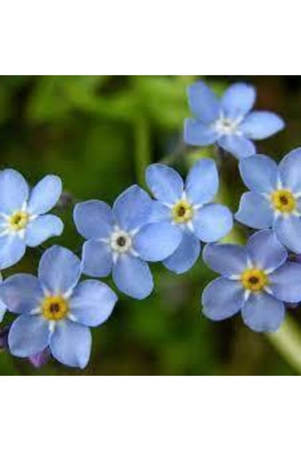30 Adet Tohum Nadir Bulunan Beni Unutma Çiçeği Kır Çiçeği Tohumu Unutma Beni Çiçeği Tohumu Hediyemiz - Resim 4