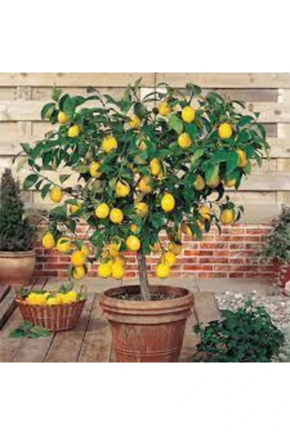 10 Adet Tohum Bodur Bonsai Limon Ağacı Tohumu Italyan Limon Seti Saksıtoprak Süpriz Heidye Tohumlu - Resim 2