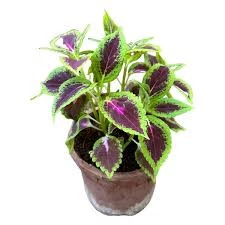 200 Adet Tohum Nadir Yaprağı Güzel Çiçeği Tohuımu Güzel Yapraklı Çiçek Tohumu - Resim 3