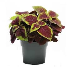 200 Adet Tohum Nadir Yaprağı Güzel Çiçeği Tohuımu Güzel Yapraklı Çiçek Tohumu ürün görseli 1