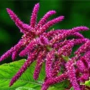 100 Adet Tohum Nadir Tilki Kuyruğu Çiçeği Tohumu Saksı Toprak Sürpriz Hediye Tohumlu - 2