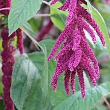 50 Adet Tohum Nadir Tilki Kuyruğu Çiçeği Tohumu Saksı Toprak Sürpriz Hediye Tohumlu - Resim 2