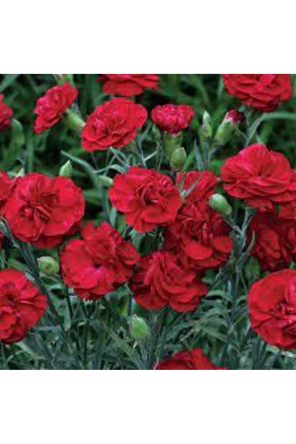 100 Adet Tohum Kırmızı Bodur Karanfil Çiçeği Tohumu Karanfil Tohumu ürün görseli 1