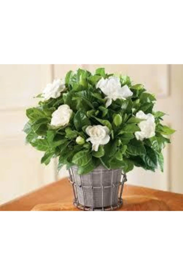 Tohum Nadir Bulunan Beyaz Gardenya Çiçeği Tohum 50 Adet