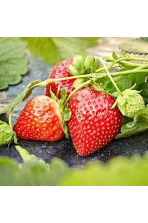 30 Adet Tohum Orjinal Organik Çilek Tohumu Doğal Çilek Tohum Köy Çileği Tohumu Sürpriz Kediye ürün görseli 1