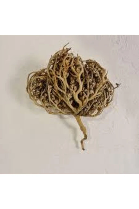 3 Adet Meryem Ana Eli Otu Fatma Ana Eli Otu Hamile Kalmaya Yardımcı Çay Olarak Içilen Şifalı Bitki