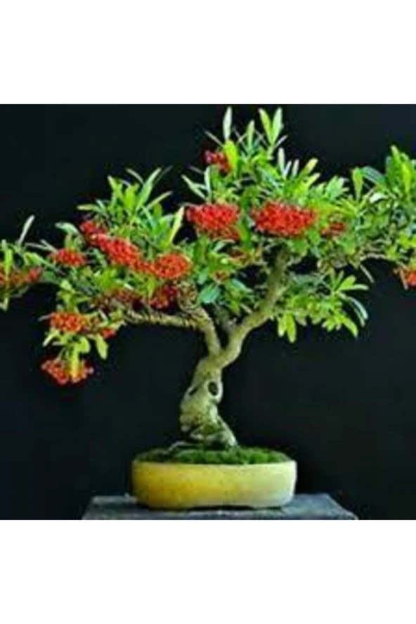 5 Adet Tohum Nadir Ateş Dikeni Bonsai Ağaç Tohumu Ateş Diken Tohum Saksı Toprak Hediyemizdir