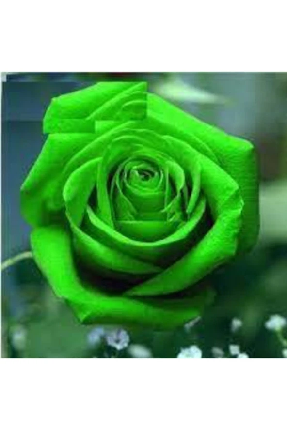 10 Adet Nadir Yeşil Gül Tohumu Organik Yeşil Bahçe Gülü Saksı Toprak Sürpriz Hediye Tohumludur ürün görseli 1