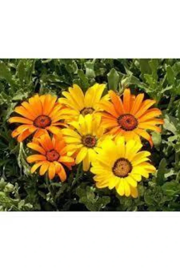 100 Adet Tohum Nadir Bulunan Afrika Papatyası Çiçeği Tohumu Sürpriz Hediye Tohumludur - Resim 3