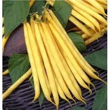 20 Adet Tohum Nadir Sarı Hanımeli Fasülye Tohumu Hanımeli Fasulye Hediye Tohumludur - Resim 3