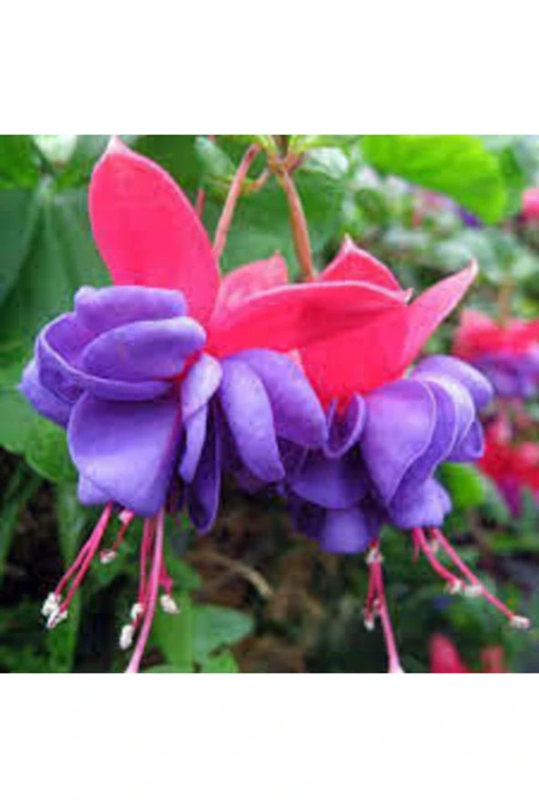 50 Adet Tohum Nadir Mavi Küpeli Çiçeği Tohumu Mavi Küpeli Çiçek Sürpriz Hediye Tohum ürün görseli 1