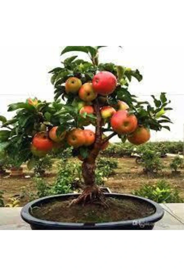 10 Adet Tohum Bodur Bonsai Elma Ağacı Bonzai Tohumu Sürpriz Bonsai Ağaç Tohum