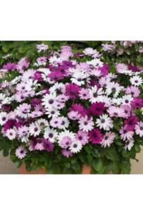 20 Adet Tohum Nadir Bulunan Bodrum Papatyası Çiçeği Bodrum Papatya Çiçek Saksı Toprak Hediyemiz - Resim 2