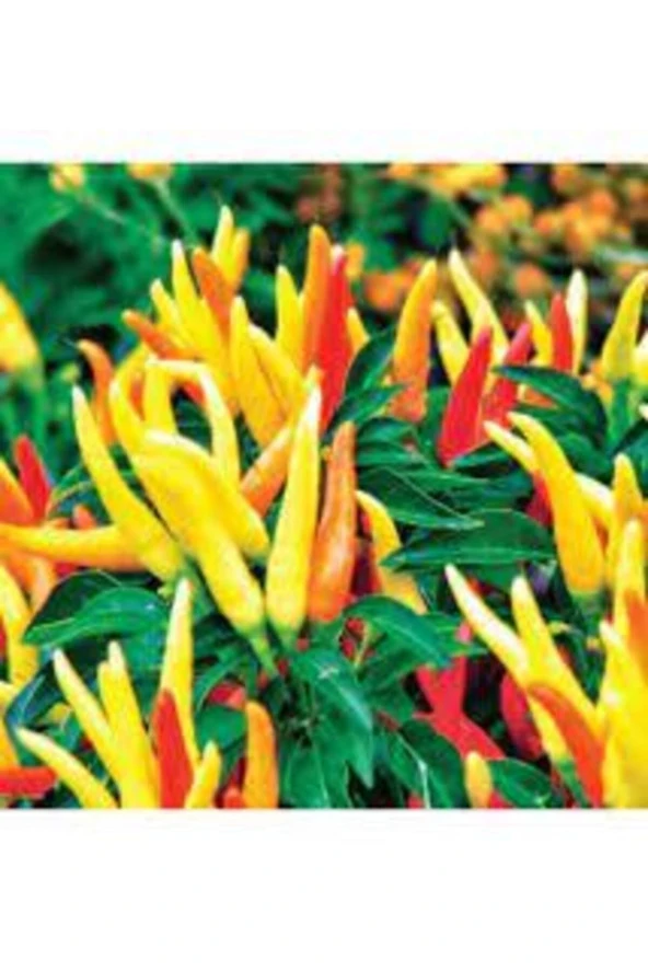 150 Adet Tohum Nadir Sarı Süs Biberi Tohumu Saksılık Biber Tohumu Bol Verimli Organik Tohum - Resim 3