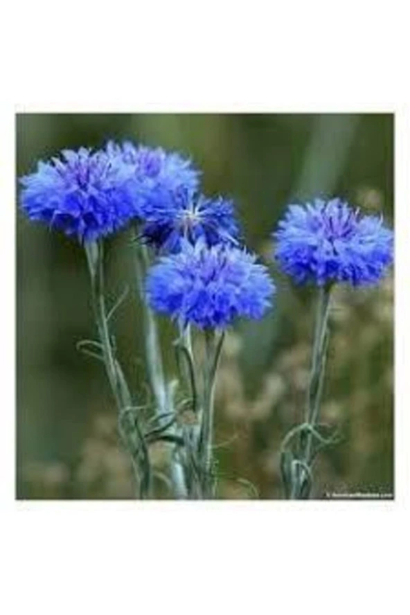 20 Adet Tohum Nadir Bulunan Mavi Kantoron Kantaron Otu Çiçeği Kantaron Tohumu - Resim 2