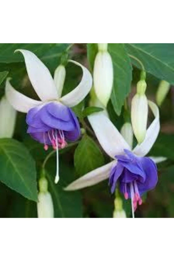 50 Adet Tohum Nadir Mavi Küpeli Çiçeği Tohumu Mavi Küpeli Çiçek Sürpriz Hediye Tohum - Resim 2