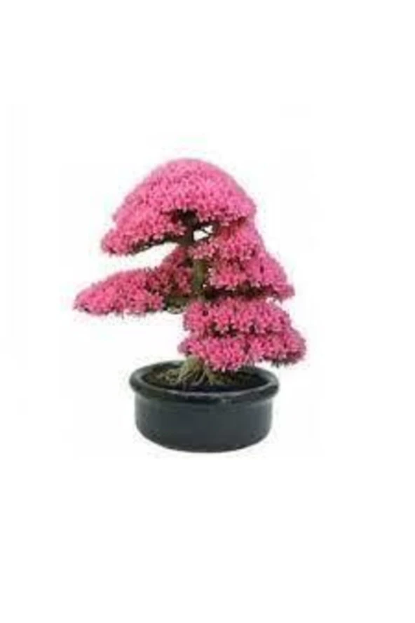 20 Adet Tohum Bodur Pembe Erguvan Bonzai Ağac Ekim Seti Saksı Toprak Sürpriz Hediye Bonsai Tohumlu - Resim 2