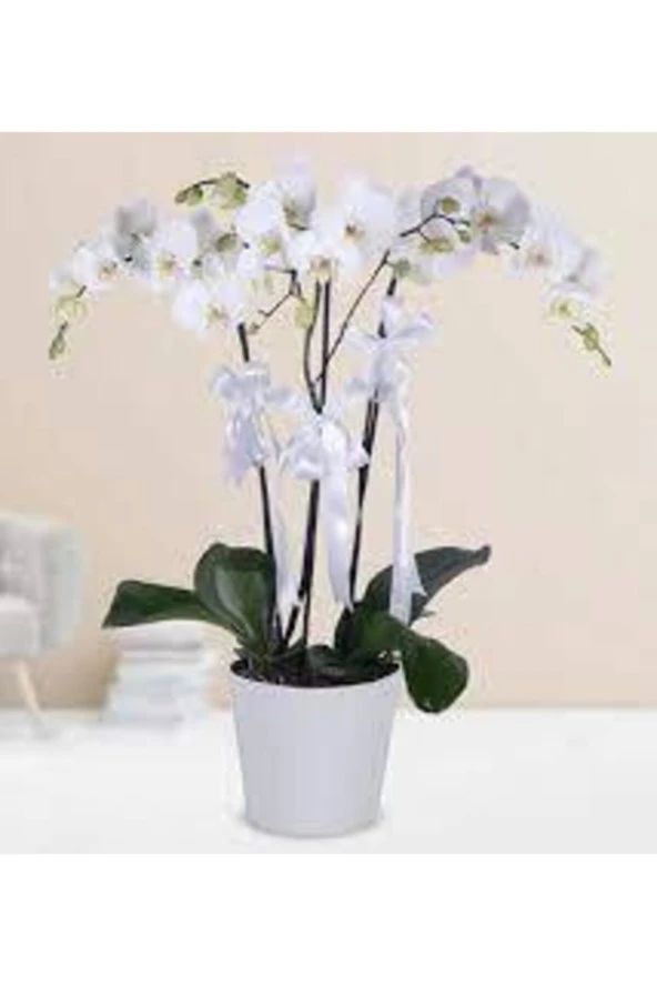 20 Adet Tohum Nadir Bulunan Beyaz Orkide Çiçeği Tohumu Saksı Toprak Hediyemizdir