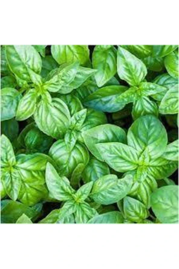 75 Adet Tohum Yeşil Yapraklı Mis Kokulu Fesleğen Çiçeği Tohumu Fesleğen Çiçeği Saksı Topraklı Hedi ürün görseli 1