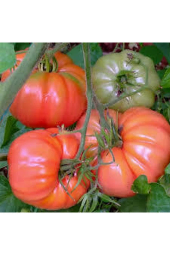 100 Adet Tohum Organik Köy Domatesi Tohumu Ata Tohum Yerli Tabak Köy Domates Tohum Hediye Sebze Tohu ürün görseli 1