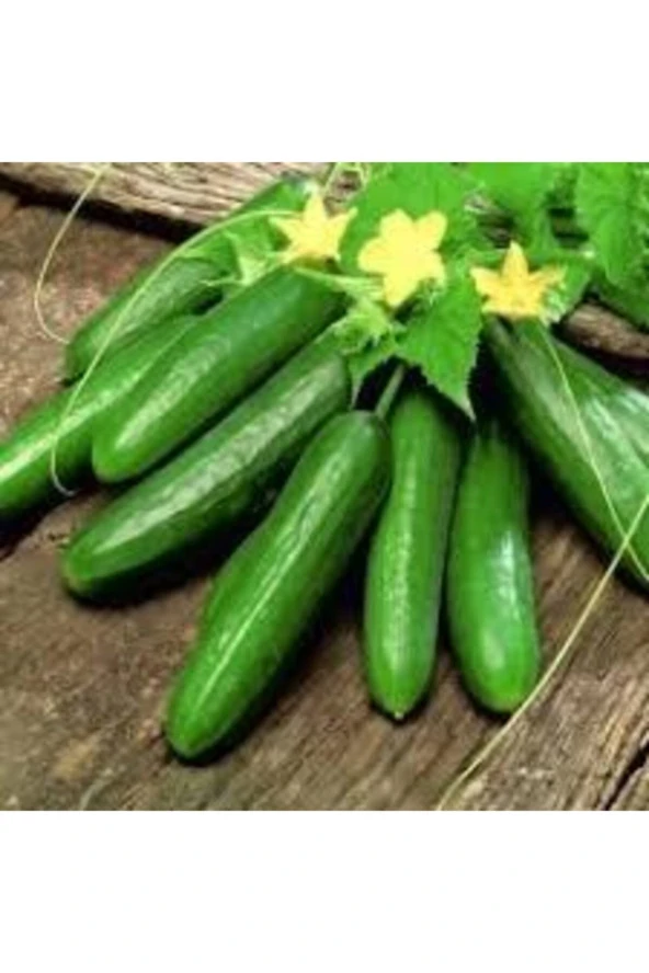 50 Adet Nadir Organik Köy Badem Silor Sülor Salatalık Saksı Toprak Hediyemiz ürün görseli 1