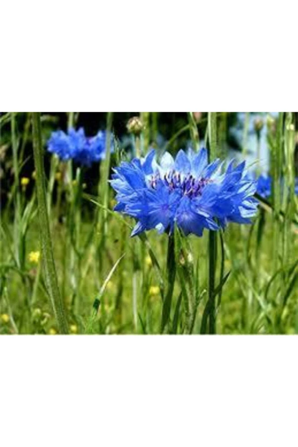 20 Adet Tohum Nadir Bulunan Mavi Kantoron Kantaron Otu Çiçeği Kantaron Tohumu - Resim 3